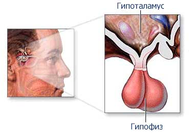 Гипоталамо-гипофизарная система
