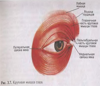 Круговые мышцы глаза Круговые мышцы глаза