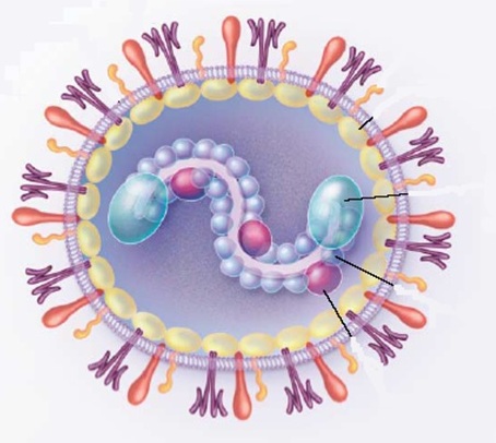 Респираторно-синцитиальный вирус человека